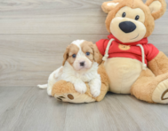 7 week old Cavapoo Puppy For Sale - Lone Star Pups