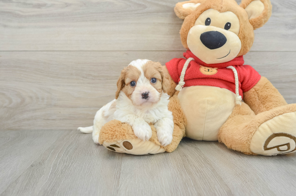 7 week old Cavapoo Puppy For Sale - Lone Star Pups