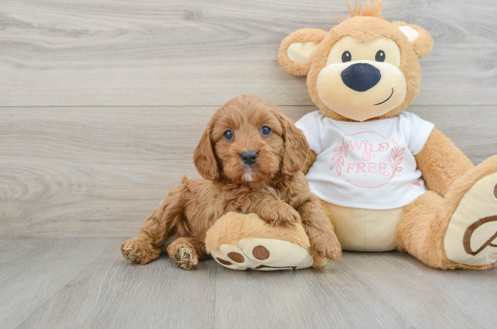 6 week old Cavapoo Puppy For Sale - Lone Star Pups