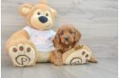 Best Cavapoo Baby