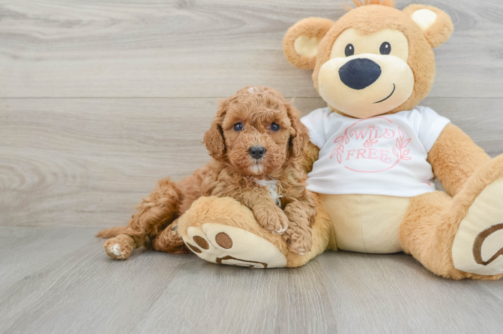 6 week old Cavapoo Puppy For Sale - Lone Star Pups