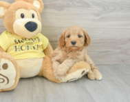 9 week old Cavapoo Puppy For Sale - Lone Star Pups