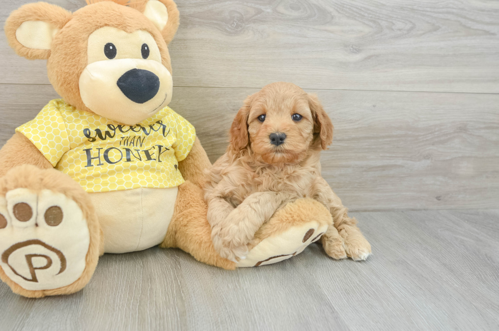 5 week old Cavapoo Puppy For Sale - Lone Star Pups