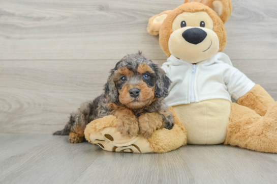 Cavapoo Pup Being Cute