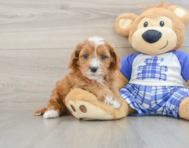 7 week old Cavapoo Puppy For Sale - Lone Star Pups