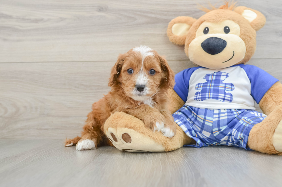 6 week old Cavapoo Puppy For Sale - Lone Star Pups