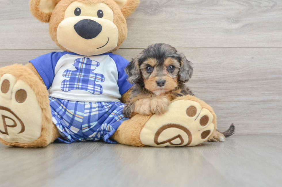 7 week old Cavapoo Puppy For Sale - Lone Star Pups
