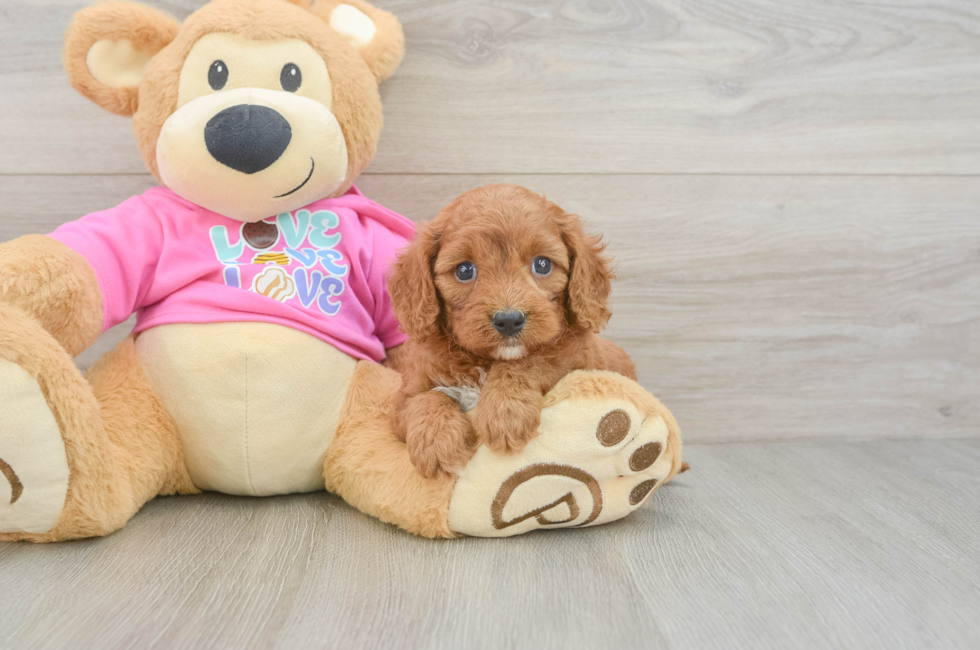 5 week old Cavapoo Puppy For Sale - Lone Star Pups