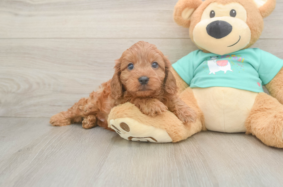 5 week old Cavapoo Puppy For Sale - Lone Star Pups