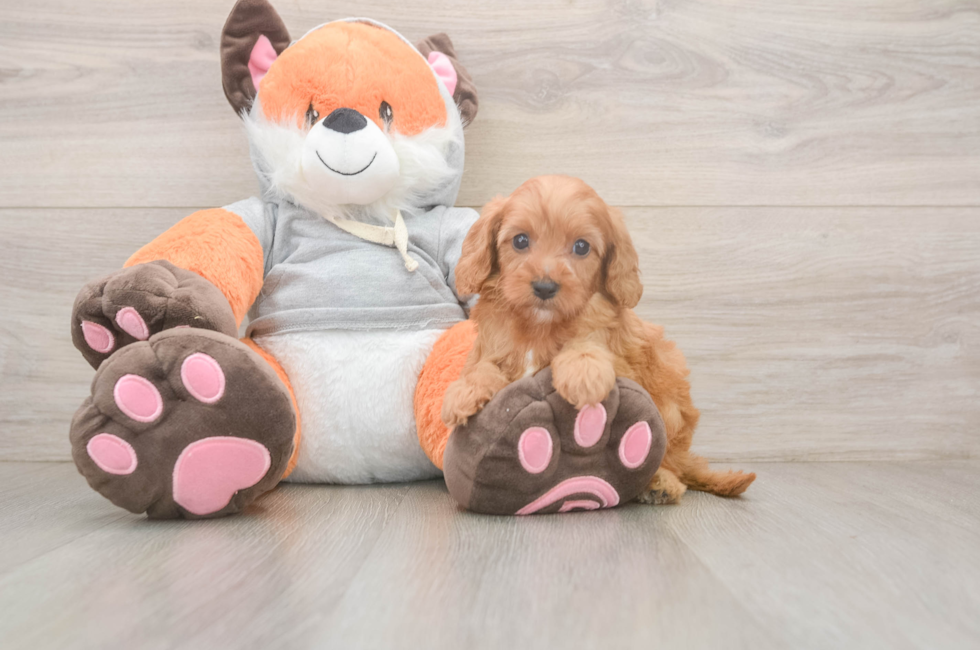 5 week old Cavapoo Puppy For Sale - Lone Star Pups