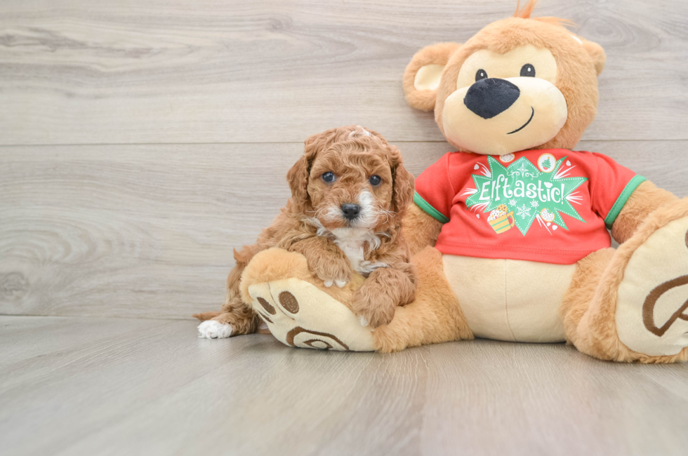 5 week old Cavapoo Puppy For Sale - Lone Star Pups