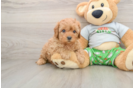 Cavapoo Puppy for Adoption