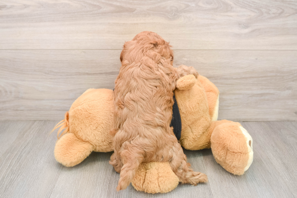 Cavapoo Pup Being Cute