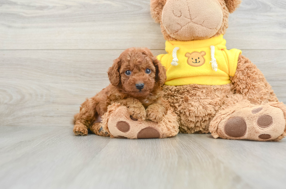 6 week old Cavapoo Puppy For Sale - Lone Star Pups