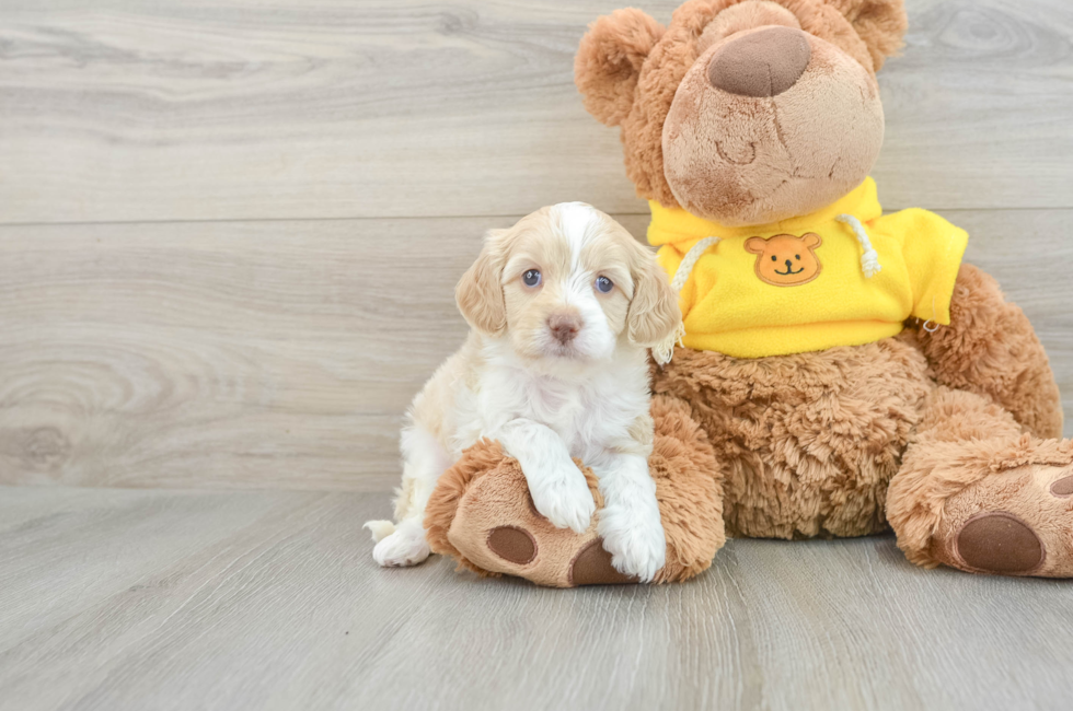 7 week old Cavapoo Puppy For Sale - Lone Star Pups