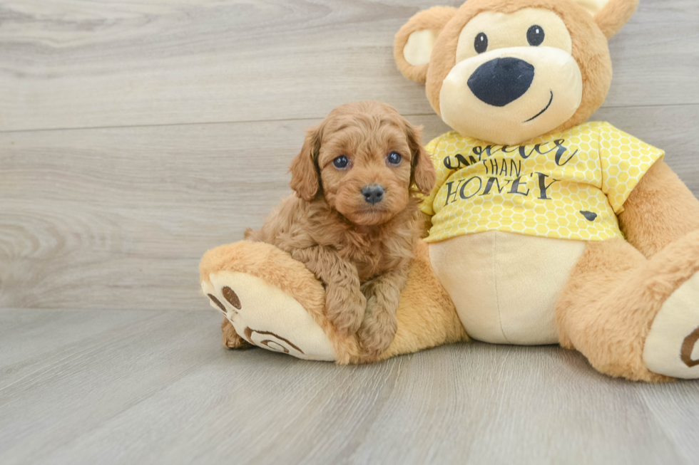 Friendly Cavapoo Baby