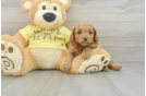 Popular Cavapoo Poodle Mix Pup