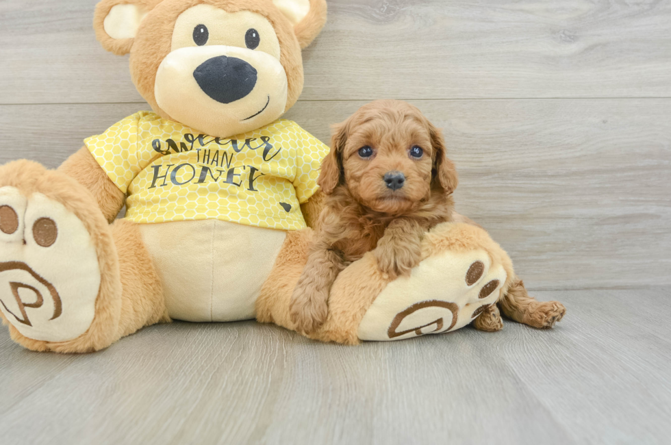 5 week old Cavapoo Puppy For Sale - Lone Star Pups