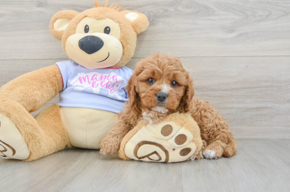 6 week old Cavapoo Puppy For Sale - Lone Star Pups