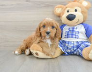 8 week old Cavapoo Puppy For Sale - Lone Star Pups