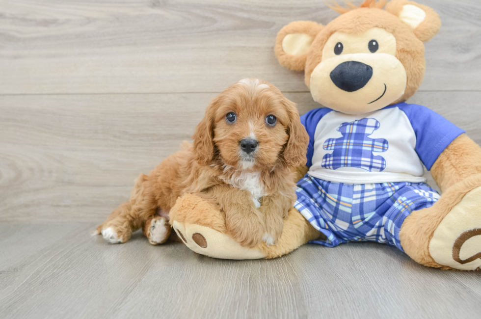 6 week old Cavapoo Puppy For Sale - Lone Star Pups