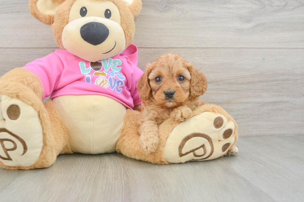 5 week old Cavapoo Puppy For Sale - Lone Star Pups