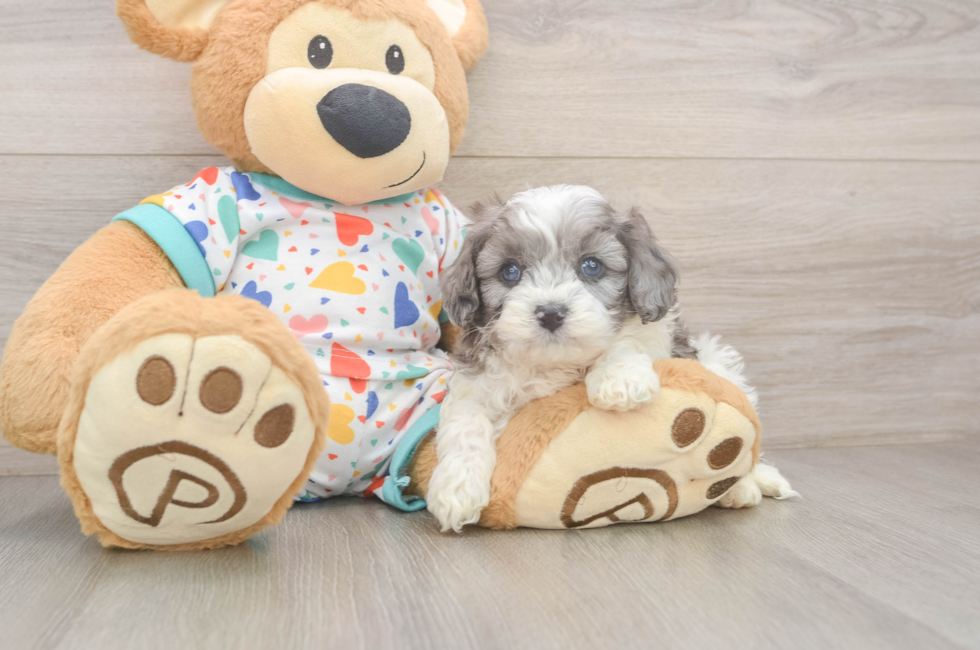 5 week old Cavapoo Puppy For Sale - Lone Star Pups