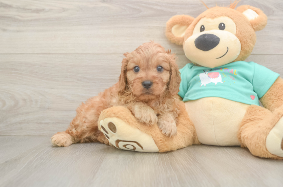 5 week old Cavapoo Puppy For Sale - Lone Star Pups