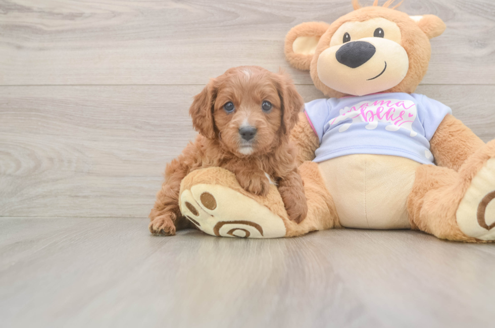 7 week old Cavapoo Puppy For Sale - Lone Star Pups