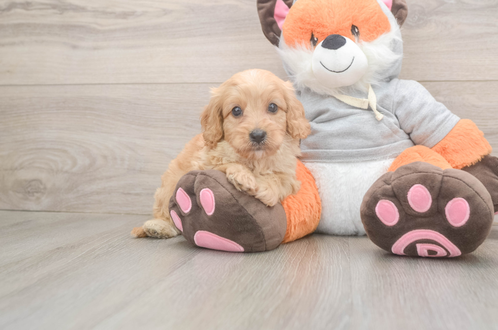 5 week old Cavapoo Puppy For Sale - Lone Star Pups