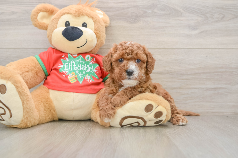 5 week old Cavapoo Puppy For Sale - Lone Star Pups