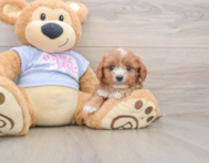 8 week old Cavapoo Puppy For Sale - Lone Star Pups