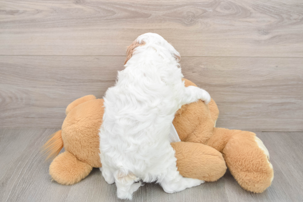 Smart Cavapoo Poodle Mix Pup