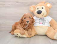 8 week old Cavapoo Puppy For Sale - Lone Star Pups