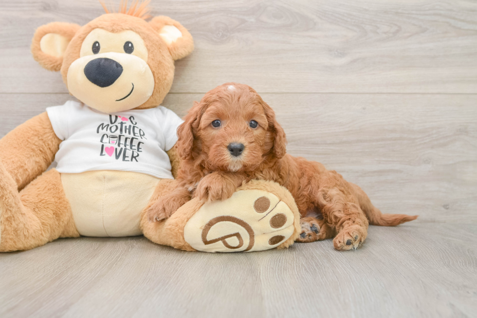 Friendly Cavapoo Baby