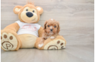 Petite Cavapoo Poodle Mix Pup