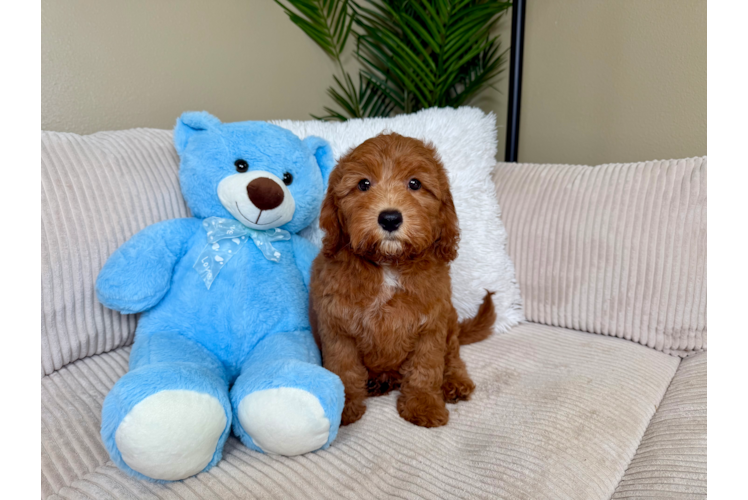 Best Cavapoo Baby