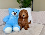 10 week old Cavapoo Puppy For Sale - Lone Star Pups