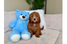 Best Cavapoo Baby