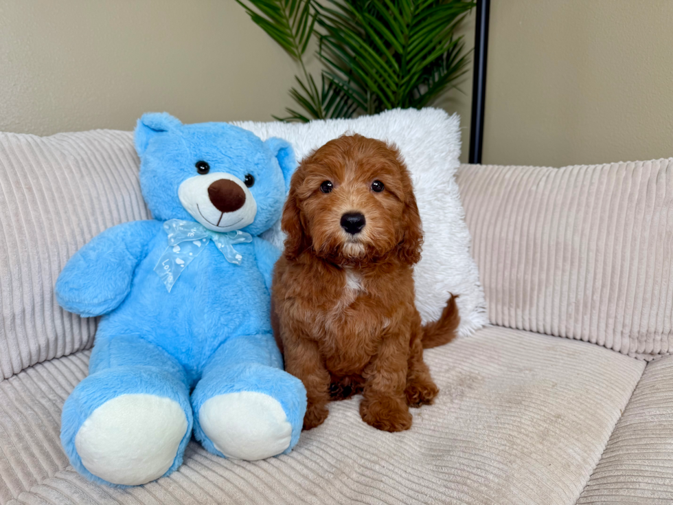 Best Cavapoo Baby