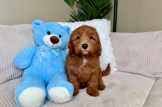 Best Cavapoo Baby