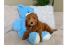 Cute Cavapoo Poodle Mix Pup