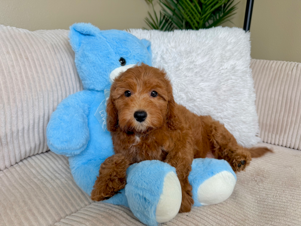 Cute Cavapoo Poodle Mix Pup