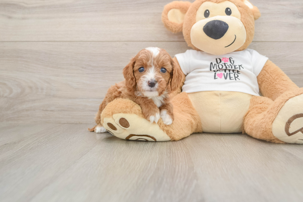 Funny Cavapoo Poodle Mix Pup
