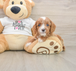 7 week old Cavapoo Puppy For Sale - Lone Star Pups