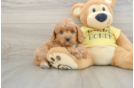 Cavapoo Pup Being Cute