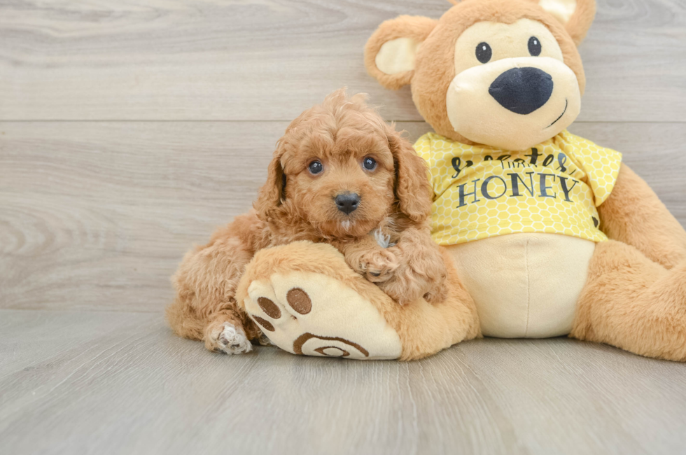 8 week old Cavapoo Puppy For Sale - Lone Star Pups
