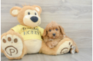 Cavapoo Pup Being Cute