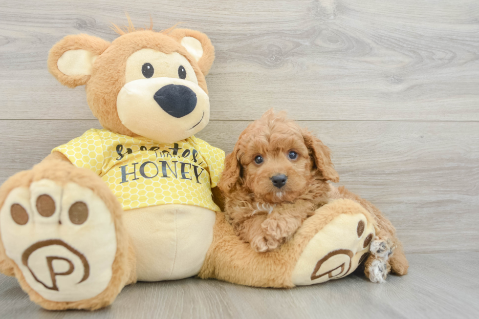 Cavapoo Pup Being Cute