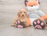 7 week old Cavapoo Puppy For Sale - Lone Star Pups